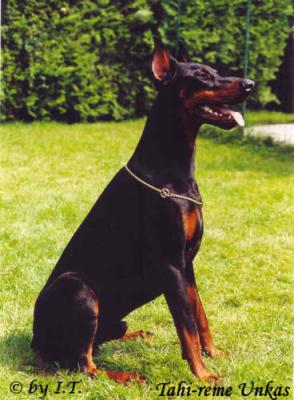 Tahi-Reme Unkas | Black Doberman Pinscher