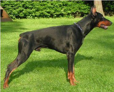 Bailys v. Hünxer Wald | Black Doberman Pinscher
