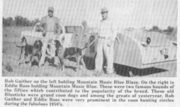 Mountain Music Blue Blaze | Bluetick Coonhound 