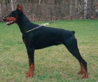 Gina v. Märkischen Land | Black Doberman Pinscher