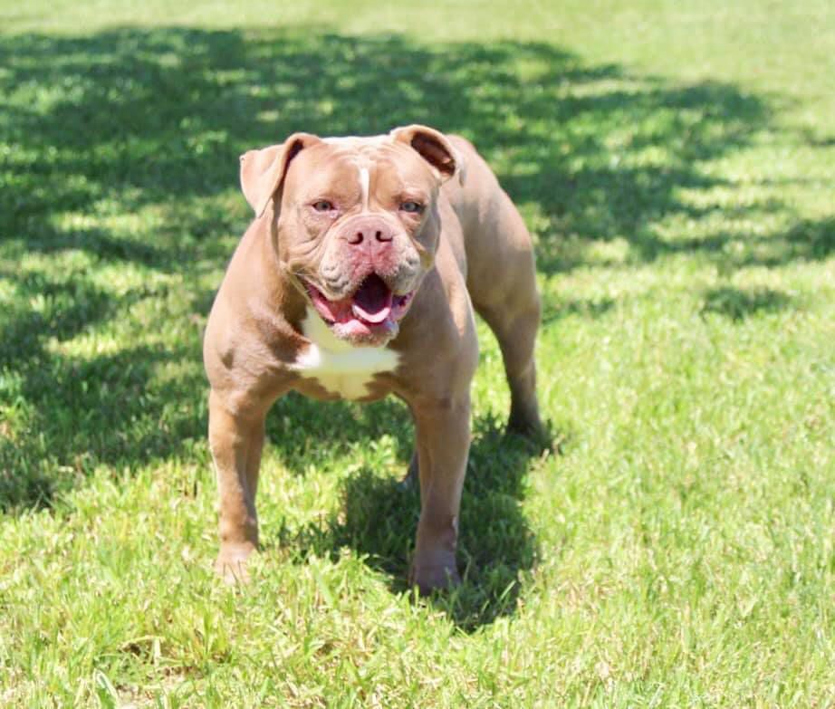 D-Day's Yen | Olde English Bulldogge 