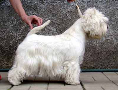 Mine Dreams Degree By Perfection | West Highland White Terrier 