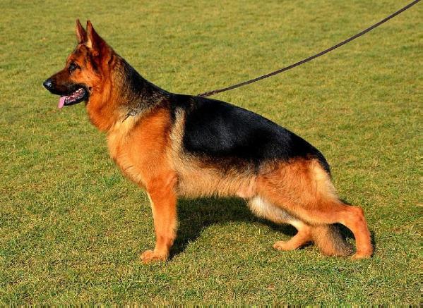 HEROSS des Vergers de la Combe | German Shepherd Dog 