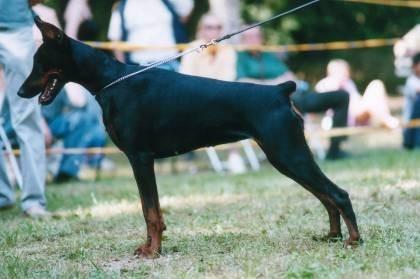 Isa v. Märkischen Land | Black Doberman Pinscher