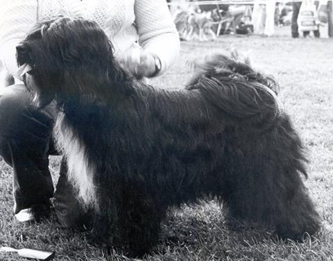 DALI-JARKAN BA-DOK-PA | Tibetan Terrier 