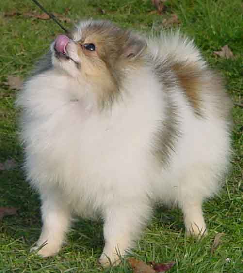 Redhots Sweet Summer Romance | Pomeranian 