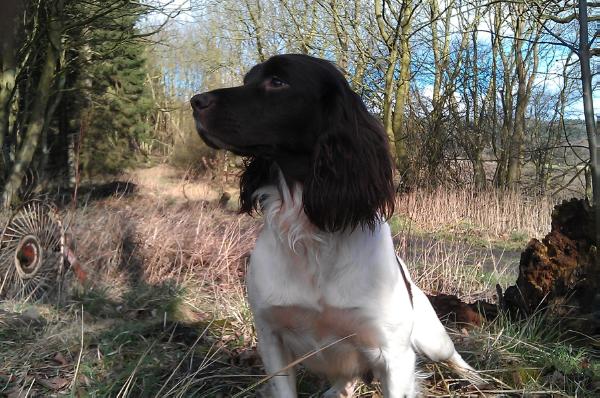 Broomfield Rosetta | English Springer Spaniel 