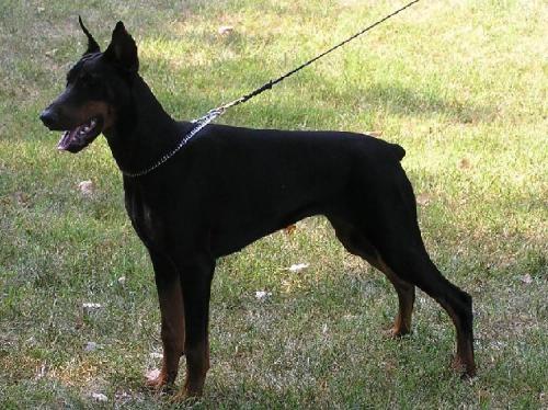 Lady v. Märkischen Land | Black Doberman Pinscher