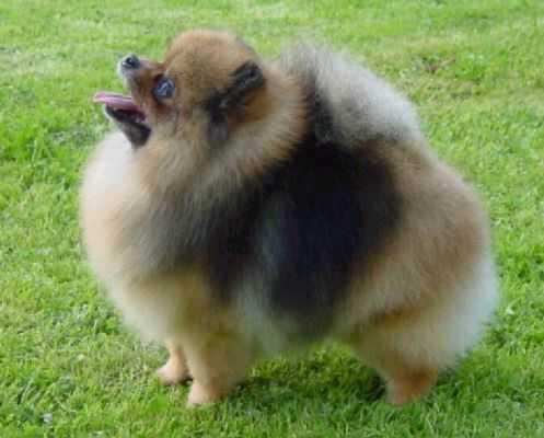 Tiny Jewels' Pop Star | Pomeranian 