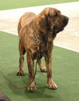 Lea J. Ribeiro E Maloca dos Filas | Fila Brasileiro 