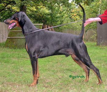 Byron v. Havelland | Black Doberman Pinscher