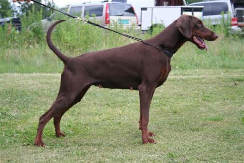 Belize v. Havelland | Brown Doberman Pinscher