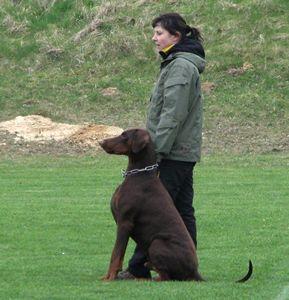 Bandit v. Havelland | Brown Doberman Pinscher