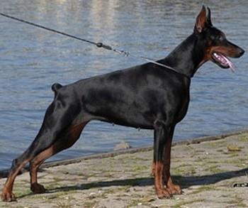 Grey Asdemi di Matario | Black Doberman Pinscher