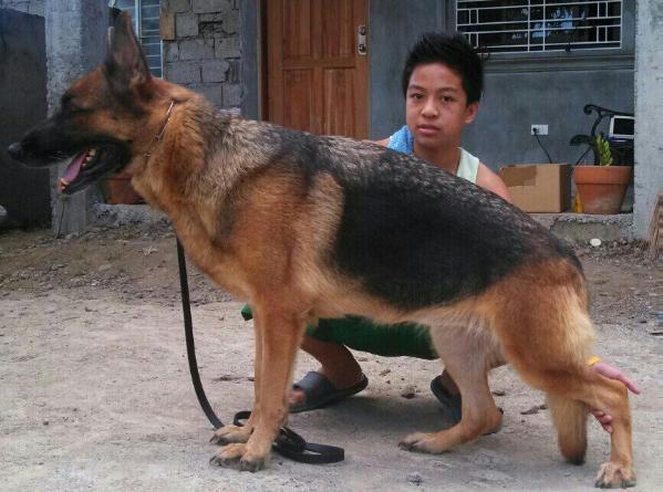 Jinkiara von grozvehner | German Shepherd Dog 