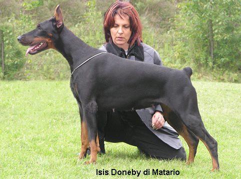 Isis Doneby di Matario | Black Doberman Pinscher