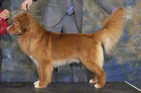 Oryxes Big Pond Cruiser | Nova Scotia Duck Tolling Retriever 