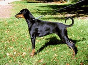 Andra v. Agema | Black Doberman Pinscher