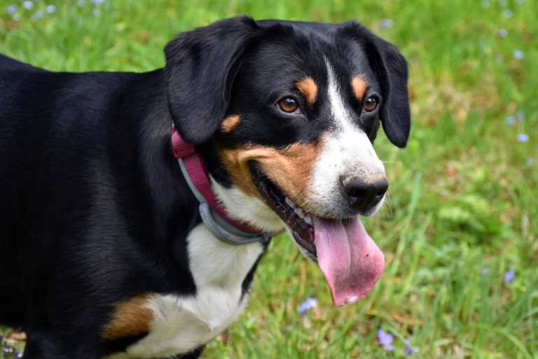 April Schatzi Swiss Tricolor | Entlebucher Mountain Dog 