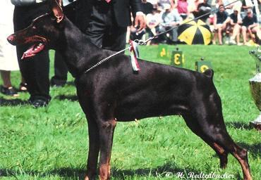 Yuhma v. 't Sabbatsveld | Brown Doberman Pinscher