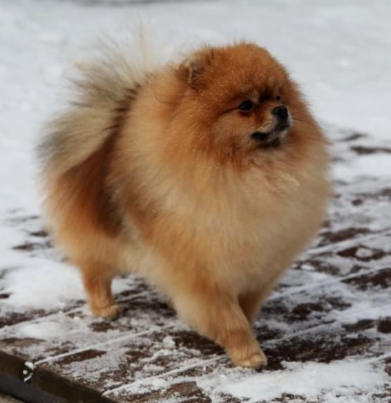 POMHAVEN'S INFINITY N' BEYOND (Fin) | Pomeranian 