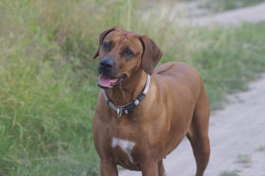 Asbi Savana Red Viva | Rhodesian Ridgeback 