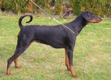 Gina v.d. Tidianshöhle | Black Doberman Pinscher