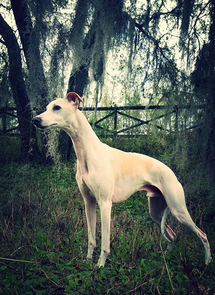 A'Eden Zipline Zoom | Whippet 