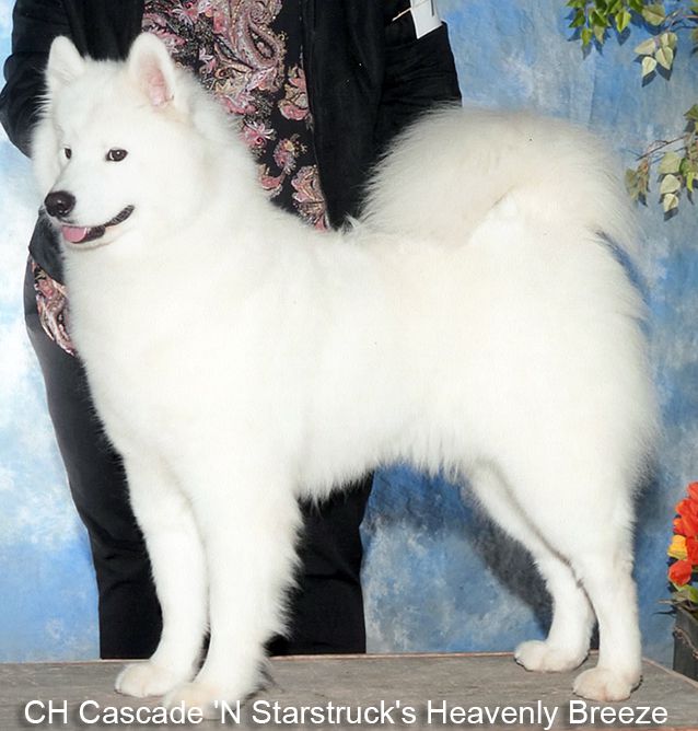 Cascade 'N Starstruck's Heavenly Breeze | Samoyed 