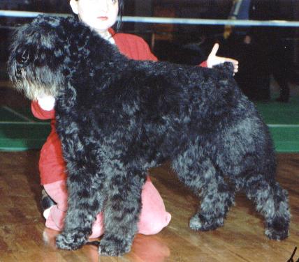 Ulob-Roxanne v. Rovika | Bouvier des Flandres 