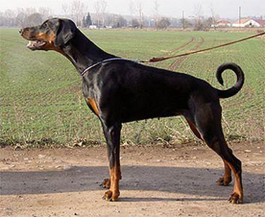 Bonny v. Südharz | Black Doberman Pinscher