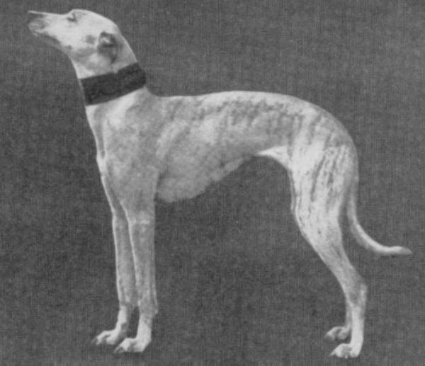 Bonny Argyle | Whippet 