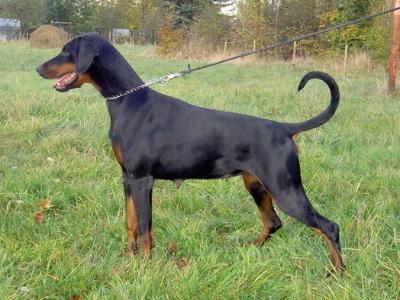 Bounty v. Südharz | Black Doberman Pinscher