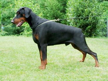 Gizmo Betelges | Black Doberman Pinscher