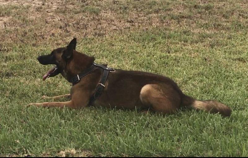 KOBA VON AYCE | Belgian Malinois 