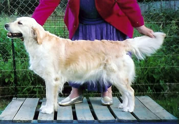 Camrose Xellent Tearose | Golden Retriever 