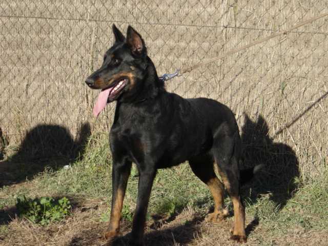 V'itzel Des assiers | Beauceron 