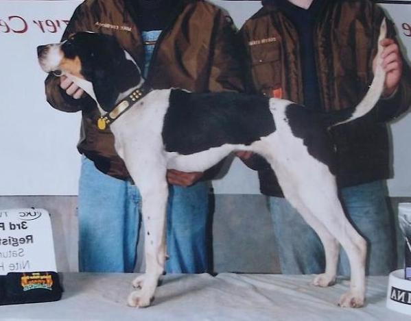 Buckeye Wild Pearl | Treeing Walker Coonhound 