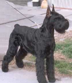 Mamba Of Gipsy House | Giant Schnauzer 