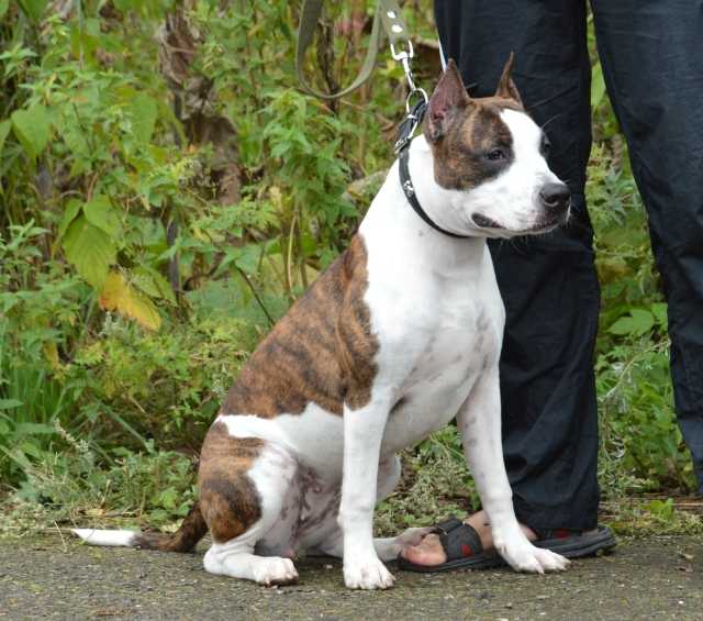 SPIRIT FORZE Kis Mi Doroti | American Staffordshire Terrier 