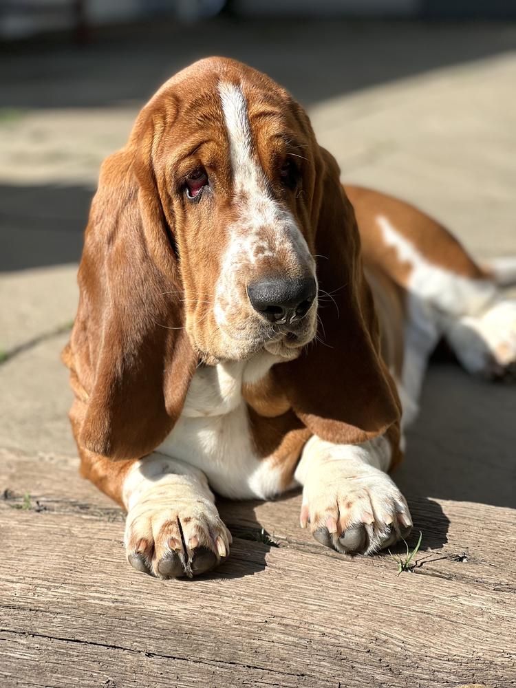 BARNSIDE Binoche | Basset Hound 