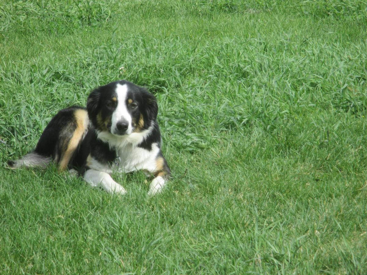 Sage of Prairie Creek | English Shepherd 