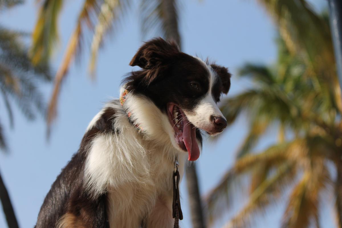 Skarlet Salinas | Border Collie 