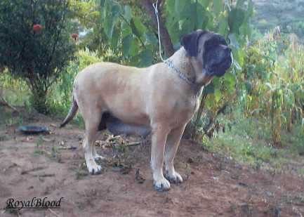 KIARA JR (TAPIA) | Mastiff 