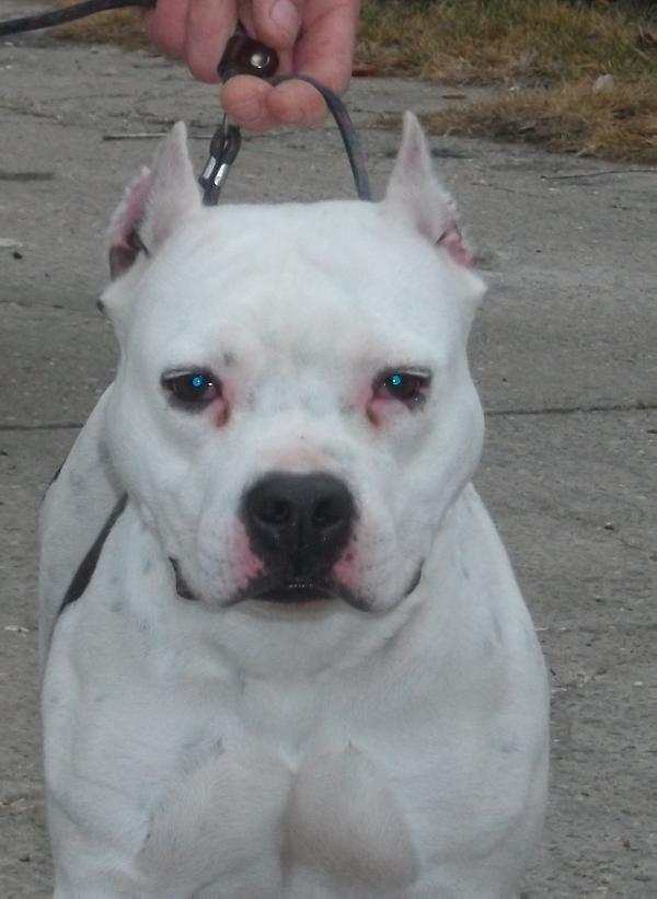 TAJRA KING OF RING'S | American Staffordshire Terrier 