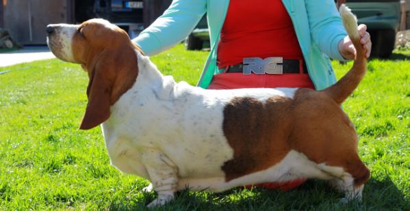 Loreta Od Berounky | Basset Hound 