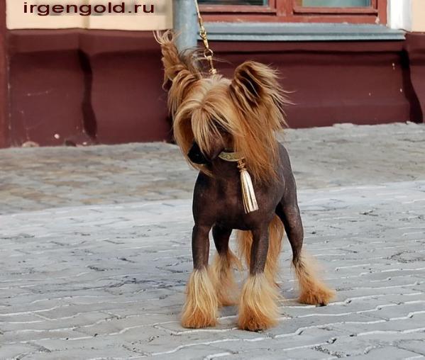 Zholesk Irgen Gold | Chinese Crested 