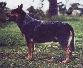 Plowman Blue Buckaroo | Australian Cattle Dog 