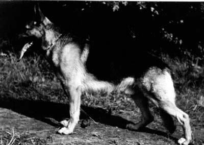 Frei vom Eningsfeld | German Shepherd Dog 