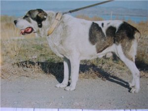 Richard | Central Asian Shepherd Dog 